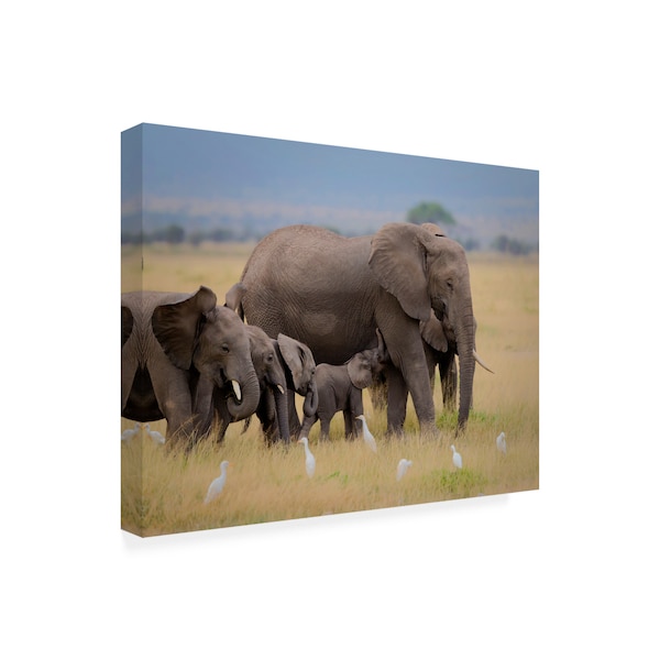Young Feng 'Big Family Elephants' Canvas Art,35x47